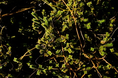 Euchaetis pungens