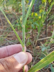 Sporobolus rigidus magnus