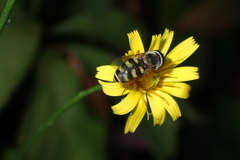 Eupeodes corollae