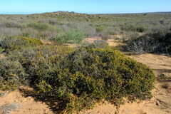 Euchaetis pungens