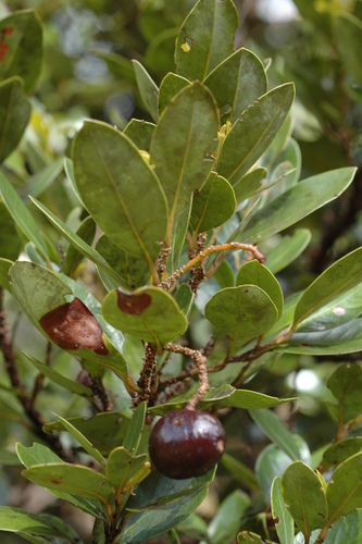 Cryptocarya aristata observed 2005-07-25