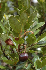 Cryptocarya aristata