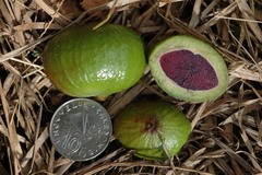 Cryptocarya aristata