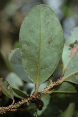 Cryptocarya aristata