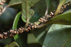 Cryptocarya aristata