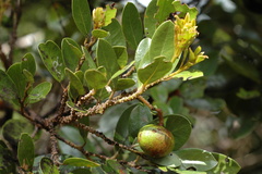 Cryptocarya aristata