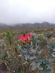 Protea eximia