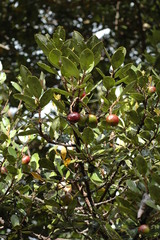 Cryptocarya aristata