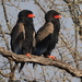 Bateleur - Photo (c) copper, some rights reserved (CC BY-NC), uploaded by copper
