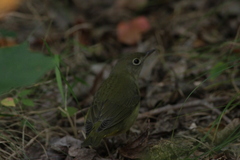 Oporornis agilis