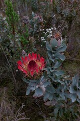 Protea eximia