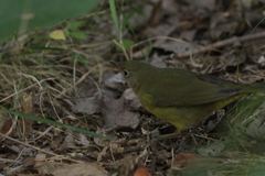 Oporornis agilis