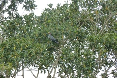 Lopholaimus antarcticus