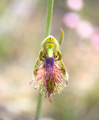 Calochilus campestris
