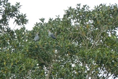 Lopholaimus antarcticus