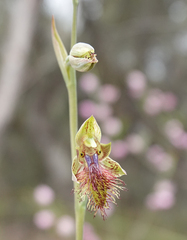 Calochilus campestris