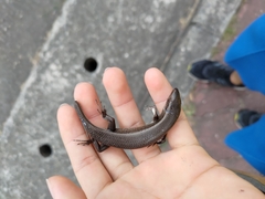 Eutropis multifasciata