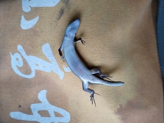 Eutropis multifasciata