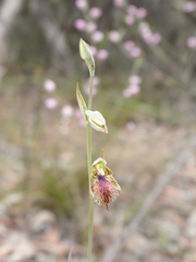 Calochilus campestris