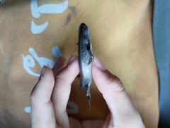 Eutropis multifasciata