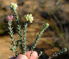 Phylica cuspidata minor