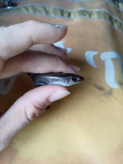 Eutropis multifasciata