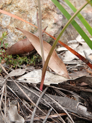 Calochilus campestris