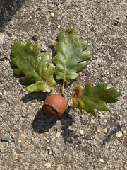 Andricus quercustozae