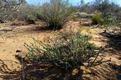 Phylica cuspidata minor