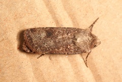Agrotis trux