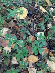 Vaccinium vitis-idaea