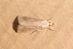 Calamotropha paludella