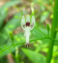 Andrographis paniculata