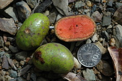 Cryptocarya velutinosa