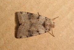 Eugnorisma arenoflavida