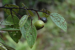 Cryptocarya velutinosa