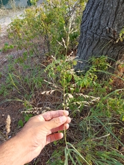 Sporobolus rigidus magnus