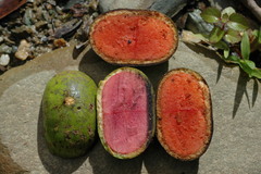 Cryptocarya velutinosa