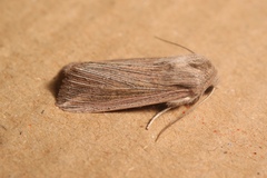 Mythimna riparia