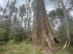 Eucalyptus regnans