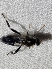 Exaireta spinigera