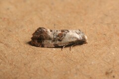 Neocochylis hybridella