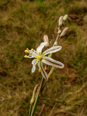 Trachyandra ciliata