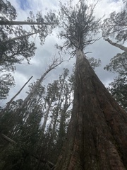 Eucalyptus regnans