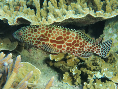 Epinephelus merra