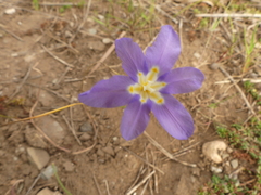 Moraea polyanthos