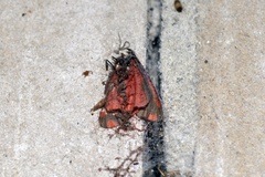 Erebidae