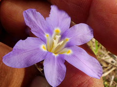 Moraea polyanthos