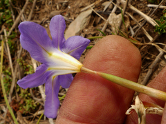 Moraea polyanthos