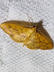 Patania balteata
